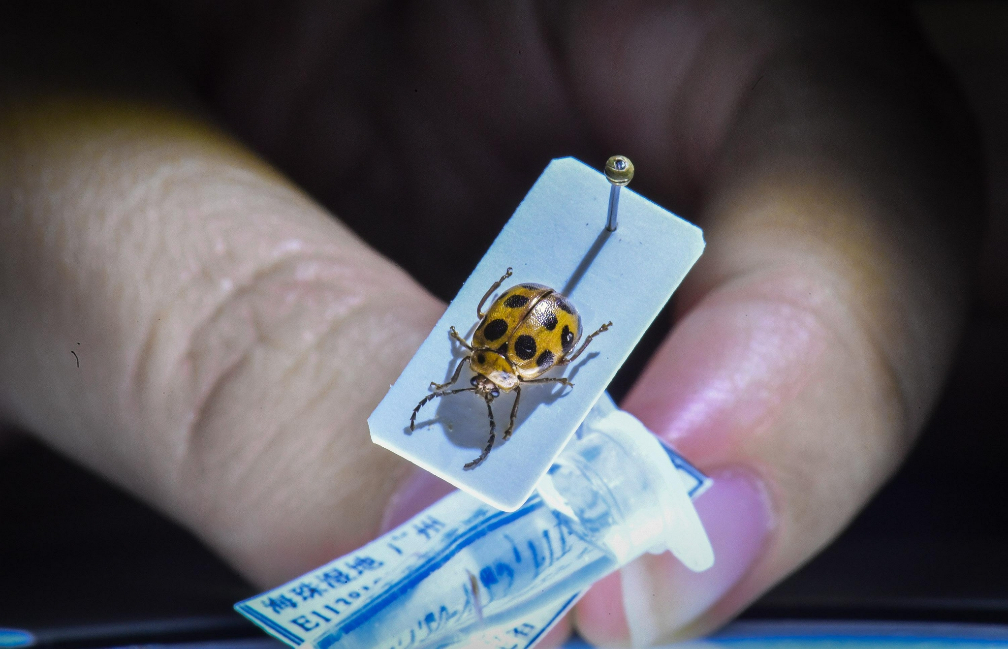 我国科研团队在广州海珠湿地公园发现一昆虫新物种