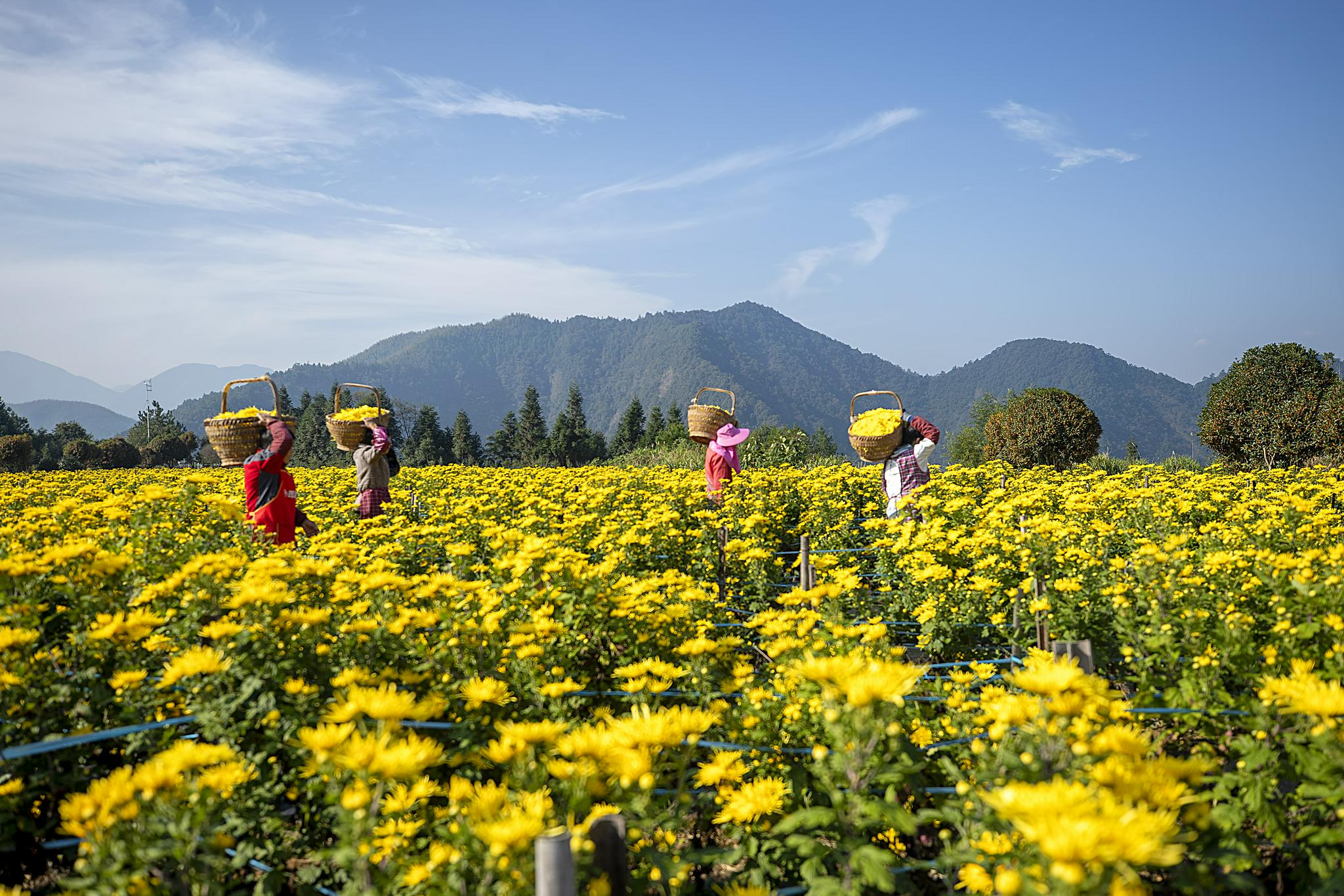 广州菊花种植基地图片