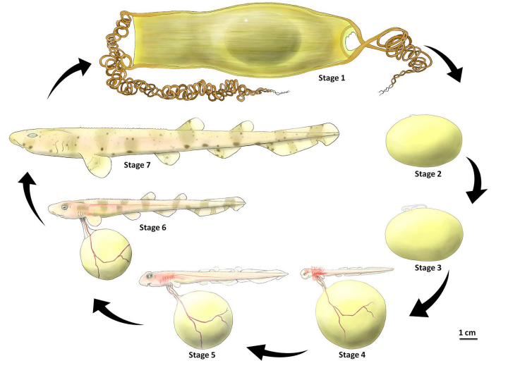 鲨鱼妈妈死了它腹中的卵被人孵出了小鲨鱼