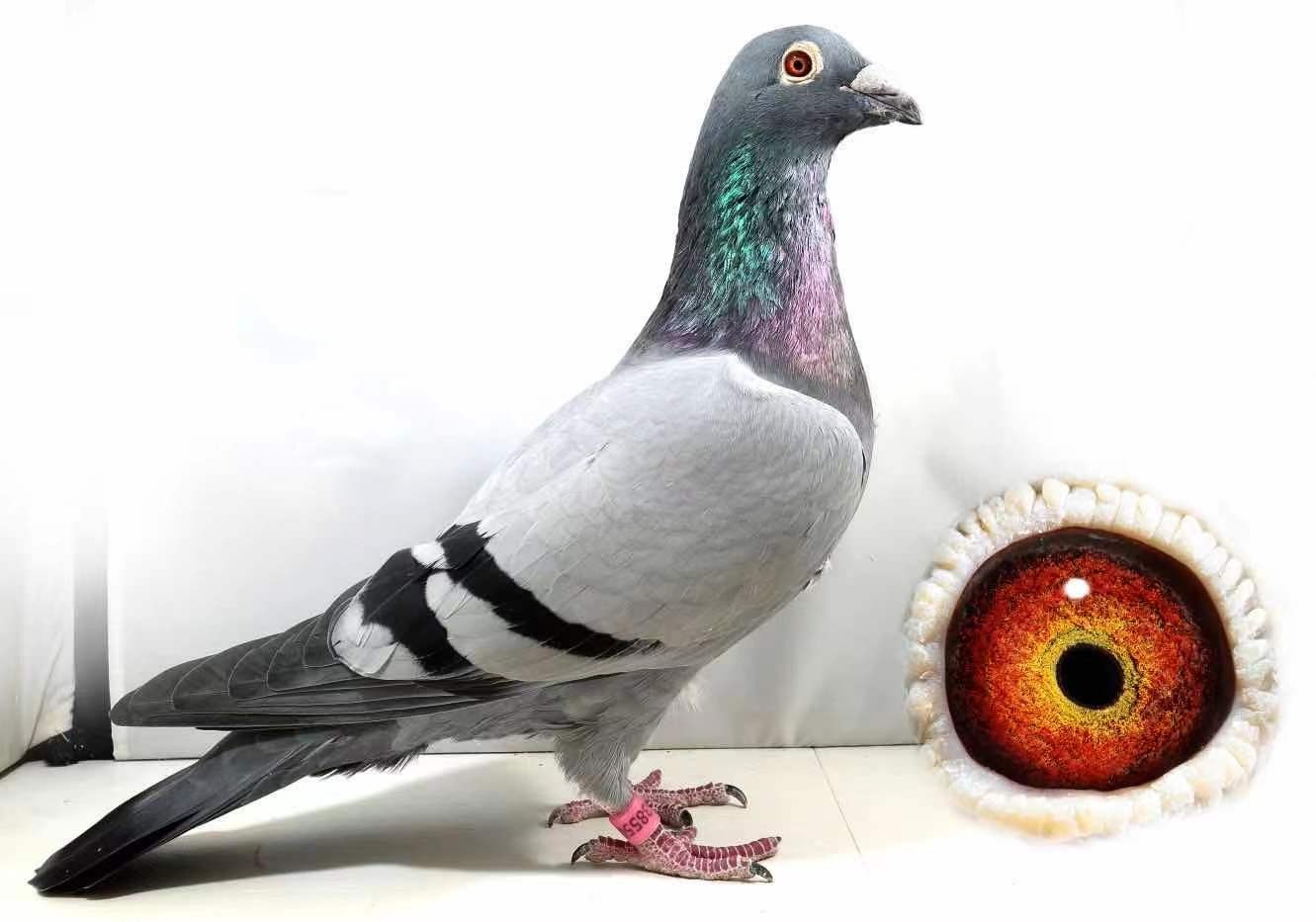 太阳耀斑爆发信鸽放飞被建议暂停太阳活动会影响赛鸽飞行