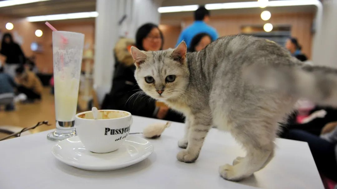 咖啡馆越开越多 年轻人还够用吗 财经头条