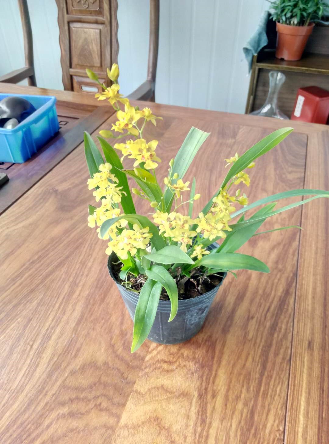 室内养殖文心兰多注意这几点空气都变成香甜的奶油味了