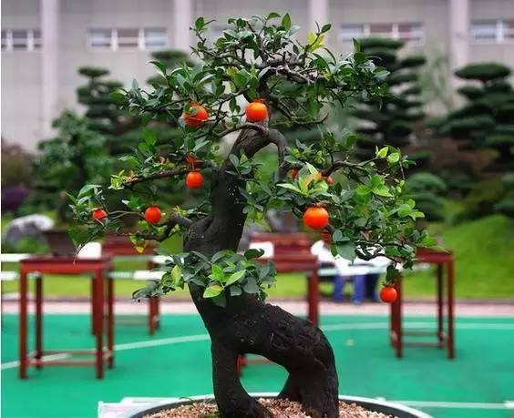 入手吉庆果,做好这4点,红彤彤的果子像极了小灯笼,非常喜庆|喜庆|灯笼