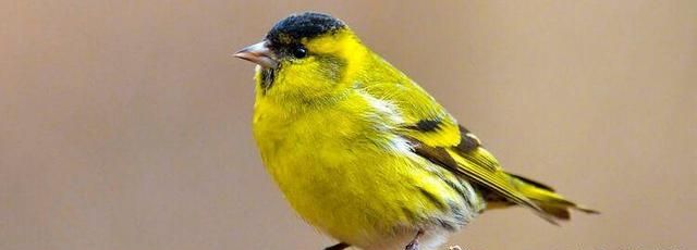 黄鸟吃什么最爱开口叫