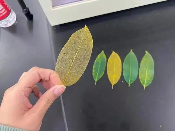 实宠！洛阳一高校“生日”，请全校近3万名学生免费吃饭休闲区蓝鸢梦想 - Www.slyday.coM