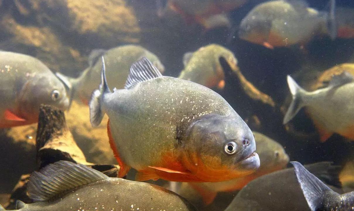 生性凶残的锯脂鲤体型不过巴掌大小,却总是成群结队结队的觅食