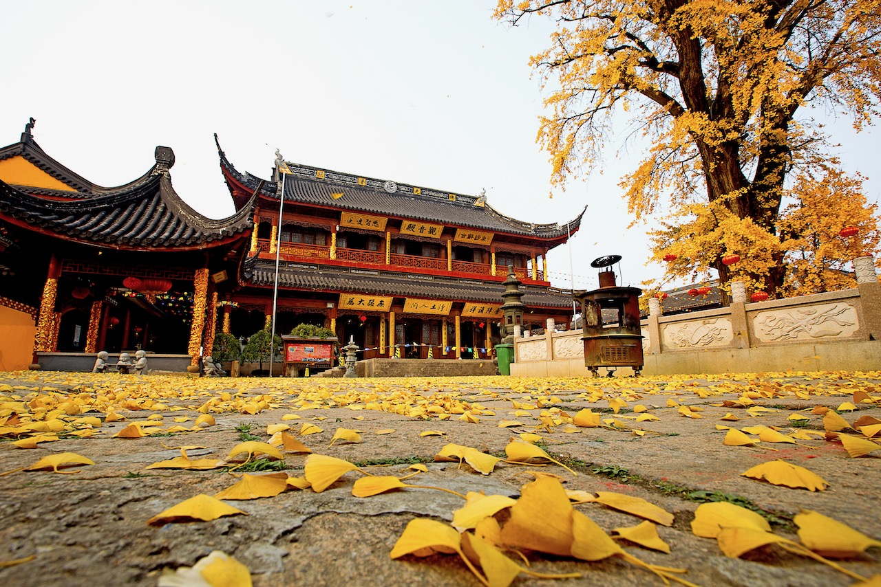 报国寺银杏 青浦文旅 图