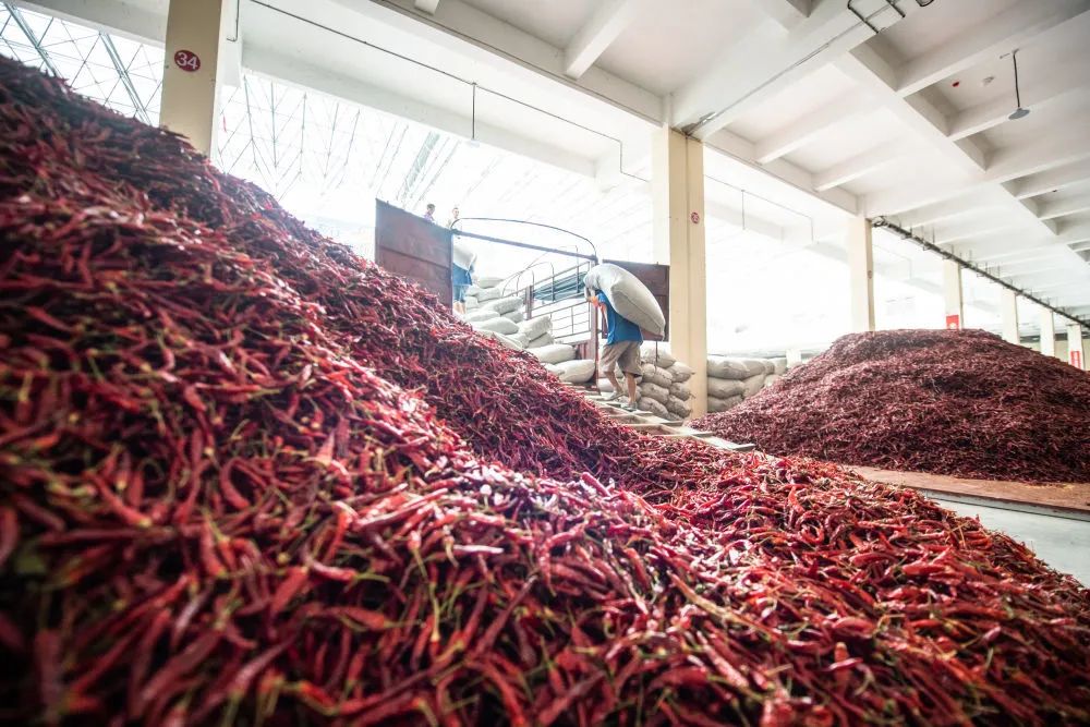 工人在遵义市新蒲新区中国辣椒城搬运辣椒进行装车(2020年8月13日摄).