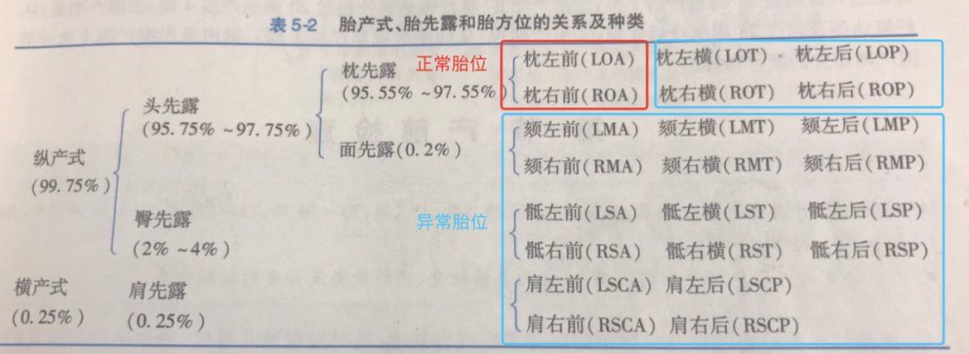 胎位LOA是什么意思图片