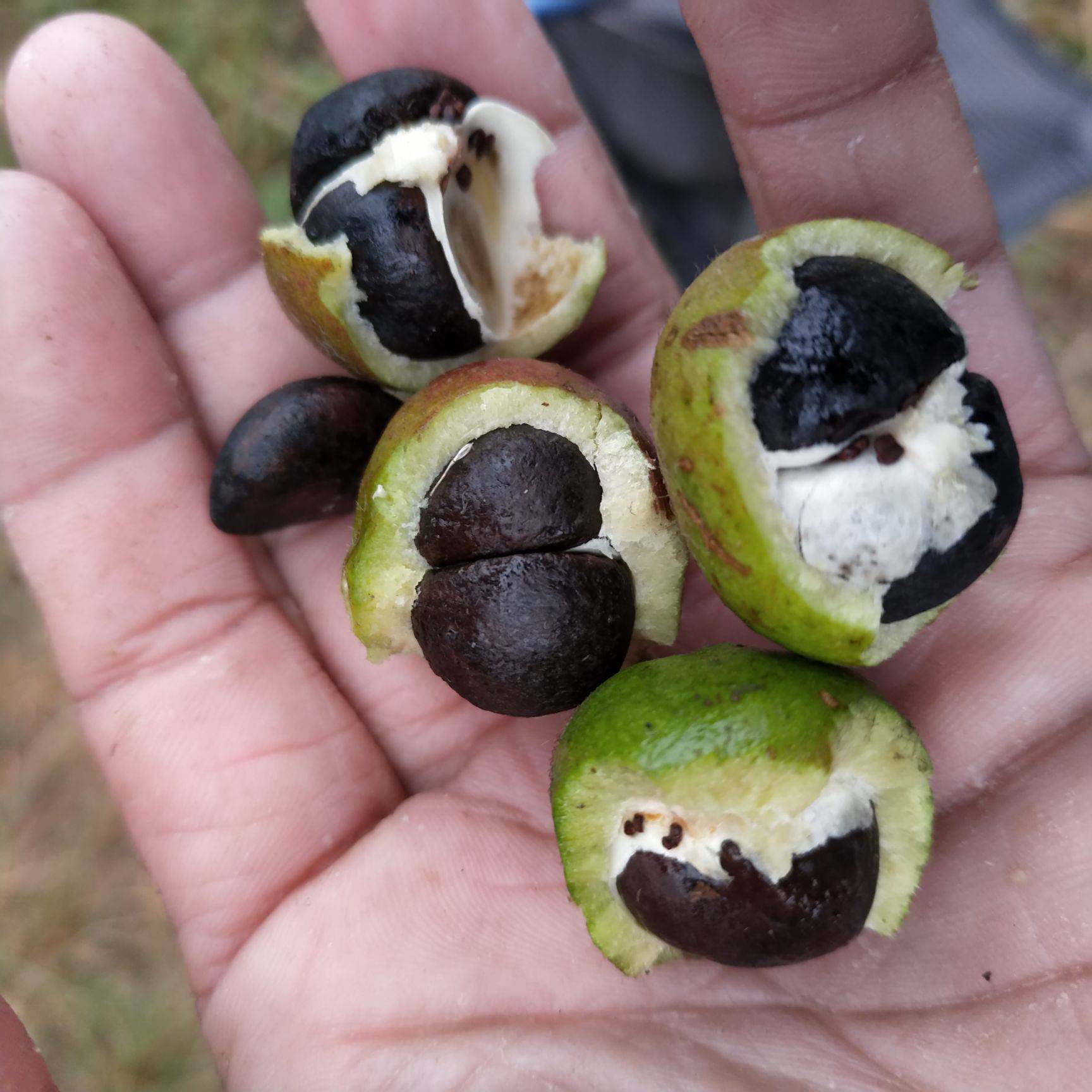 农村野生的山茶油卖120元一斤,网友说太贵了,4个原因告诉你答案休闲区蓝鸢梦想 - Www.slyday.coM 农村野生的山茶油卖120元一斤,网友说太贵了,4个原因告诉你答案休闲区蓝鸢梦想 - Www.slyday.coM