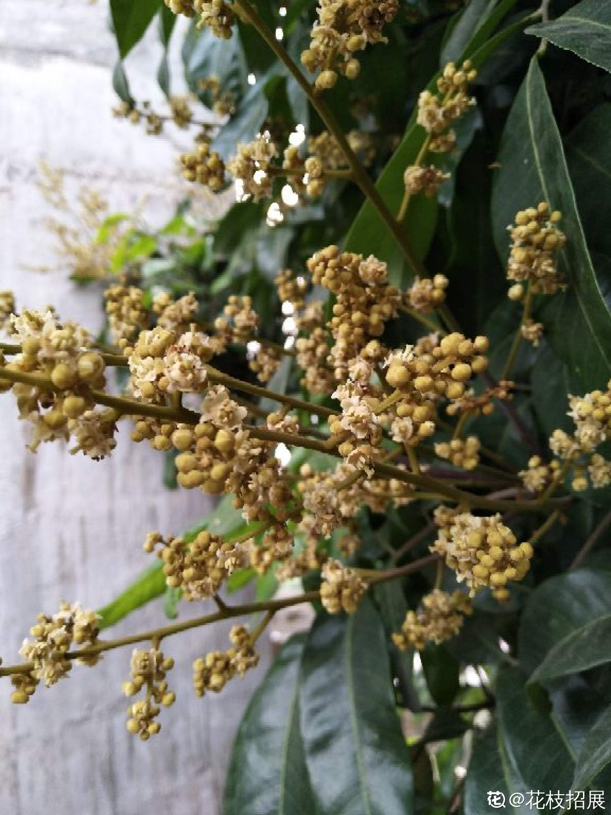 1种花叫黄金果养在家里有招财好寓意结的果子还能吃