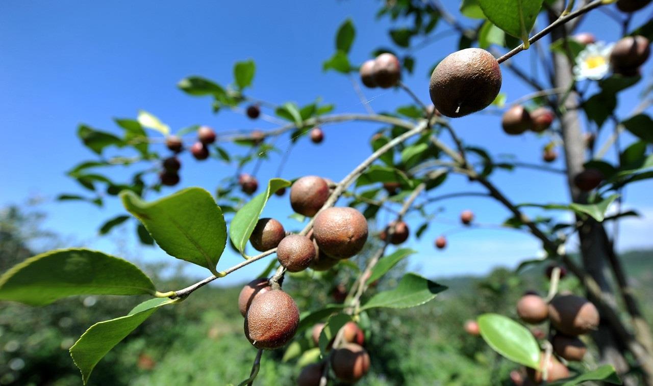 农村野生的山茶油卖120元一斤,网友说太贵了,4个原因告诉你答案休闲区蓝鸢梦想 - Www.slyday.coM 农村野生的山茶油卖120元一斤,网友说太贵了,4个原因告诉你答案休闲区蓝鸢梦想 - Www.slyday.coM