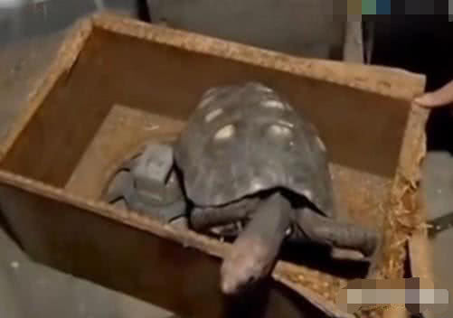 女子发现仓库中3年前遗落的乌龟，伸手触碰后当场泪崩了休闲区蓝鸢梦想 - Www.slyday.coM