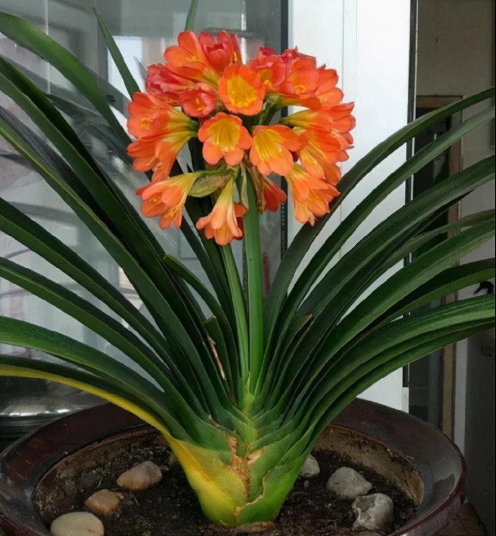 君子兰品种很多,据经验资深花友介绍:以叶子10厘米大约手掌宽以上,叶