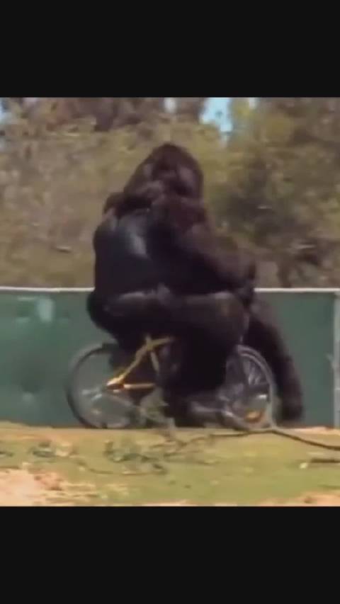 大猩猩骑自行车摔倒后竟如此,这黑货是不是玩不起_手机新浪网