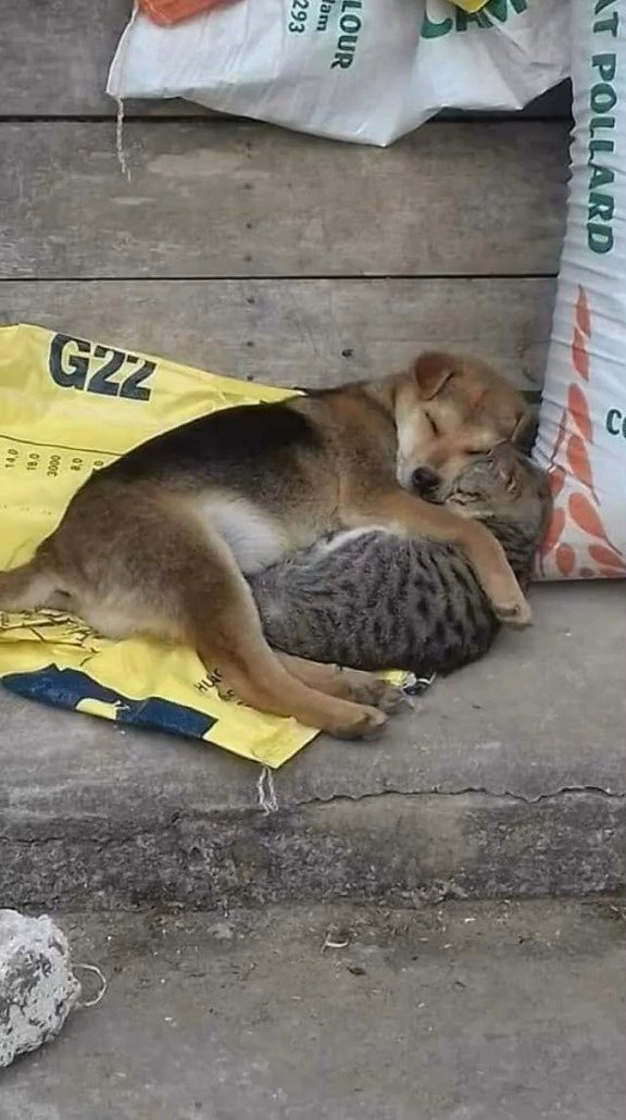 我是流浪狗但你不是流浪猫你是我最爱的小猫咪公主