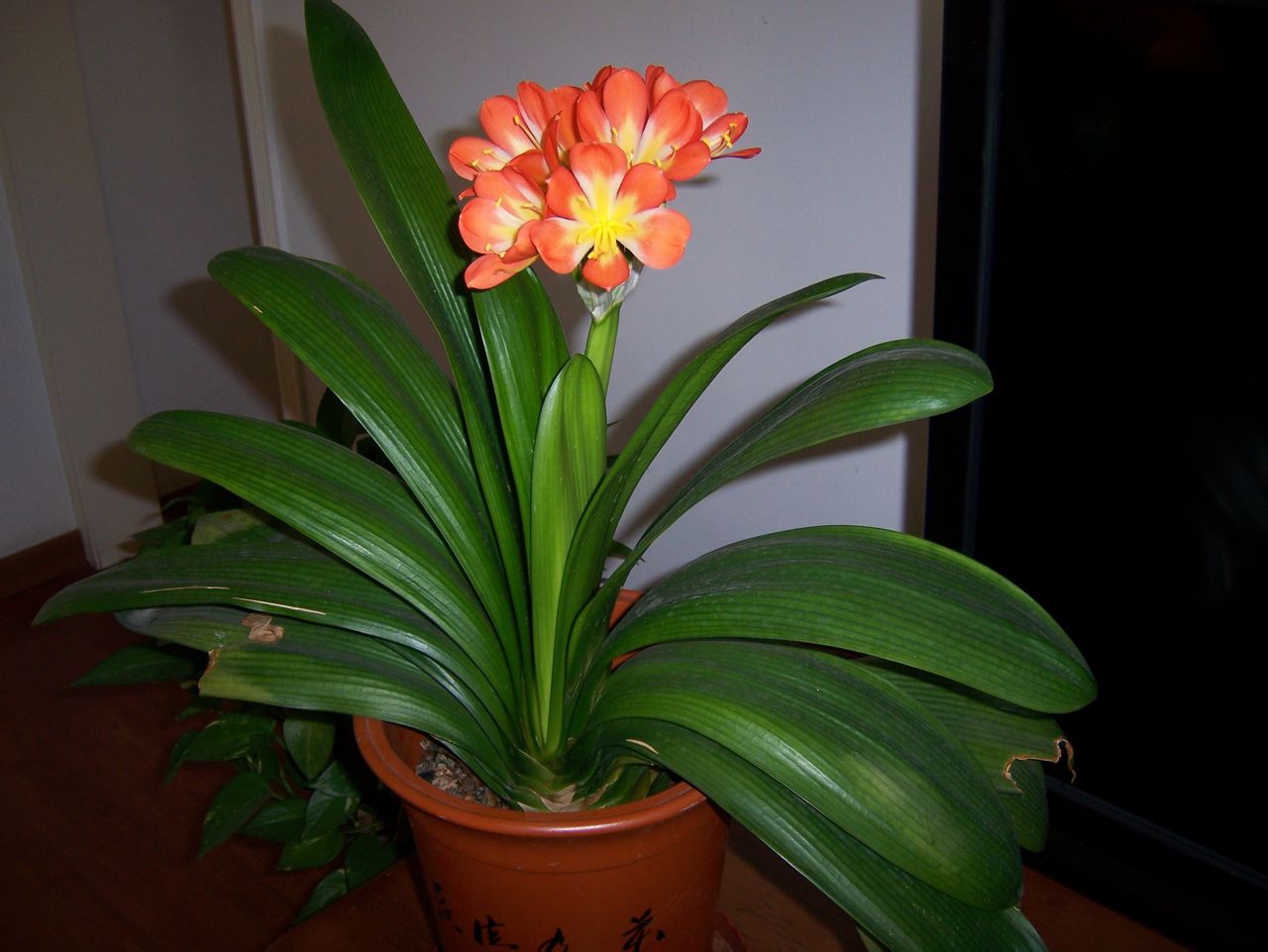 君子兰品种很多,据经验资深花友介绍:以叶子10厘米大约手掌宽以上,叶