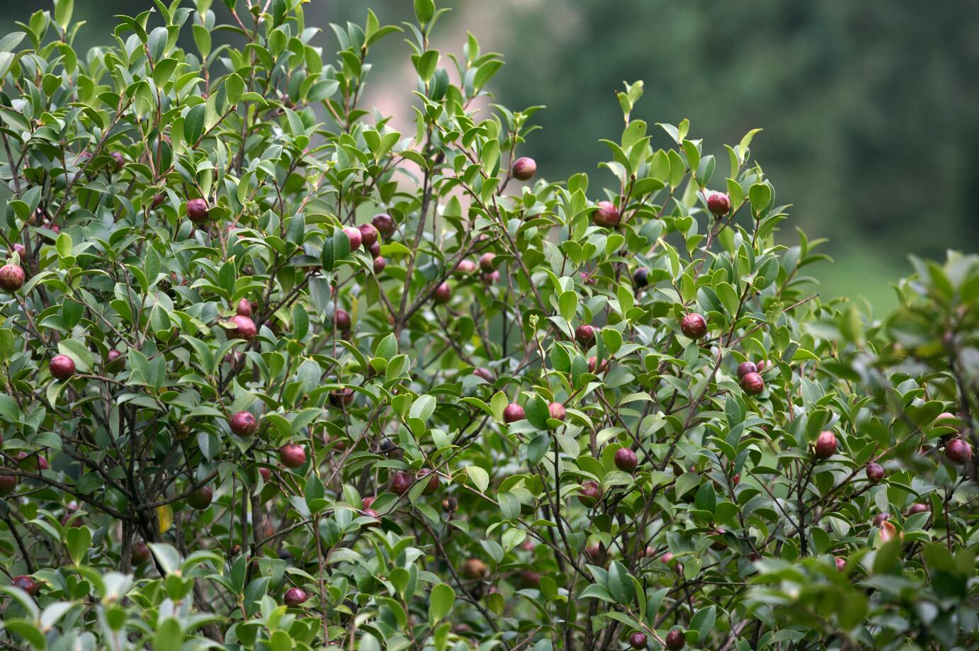 农村野生的山茶油卖120元一斤网友说太贵了4个原因告诉你答案
