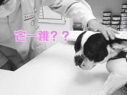 法斗鼻子被刀砍成2半，赶紧送去医院治疗，了解原因后：真勇敢啊休闲区蓝鸢梦想 - Www.slyday.coM