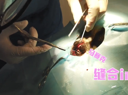 法斗鼻子被刀砍成2半，赶紧送去医院治疗，了解原因后：真勇敢啊休闲区蓝鸢梦想 - Www.slyday.coM