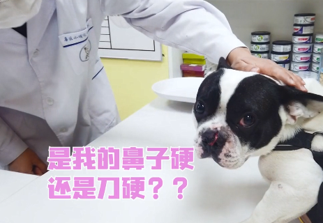 法斗鼻子被刀砍成2半，赶紧送去医院治疗，了解原因后：真勇敢啊休闲区蓝鸢梦想 - Www.slyday.coM