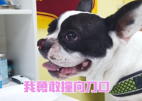 法斗鼻子被刀砍成2半，赶紧送去医院治疗，了解原因后：真勇敢啊休闲区蓝鸢梦想 - Www.slyday.coM