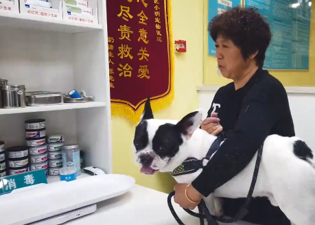 法斗鼻子被刀砍成2半，赶紧送去医院治疗，了解原因后：真勇敢啊休闲区蓝鸢梦想 - Www.slyday.coM