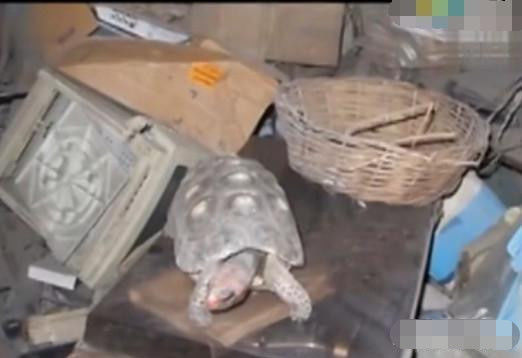 女子发现仓库中3年前遗落的乌龟，伸手触碰后当场泪崩了休闲区蓝鸢梦想 - Www.slyday.coM