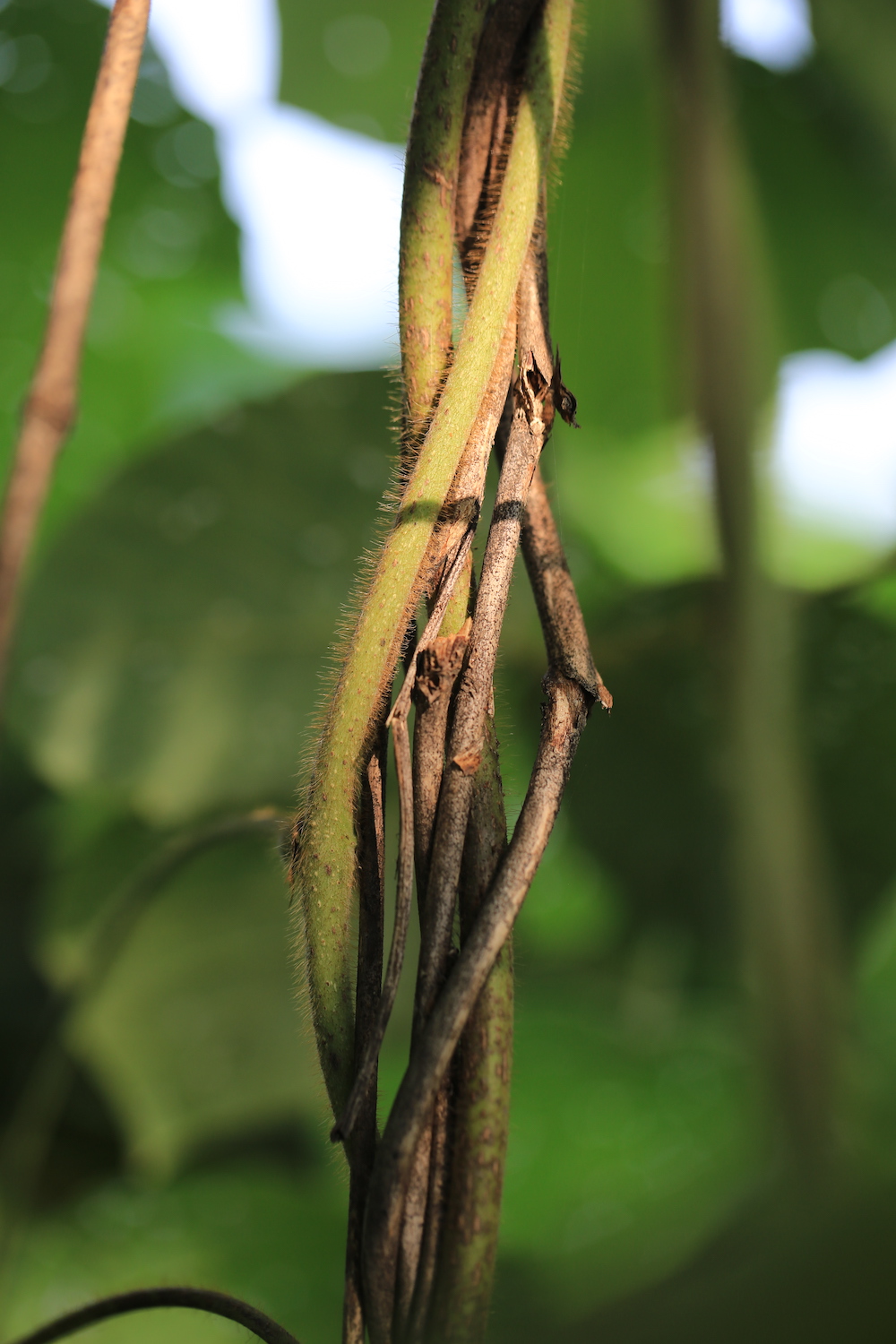 葛藤,我国古代平民衣物最主要的来源