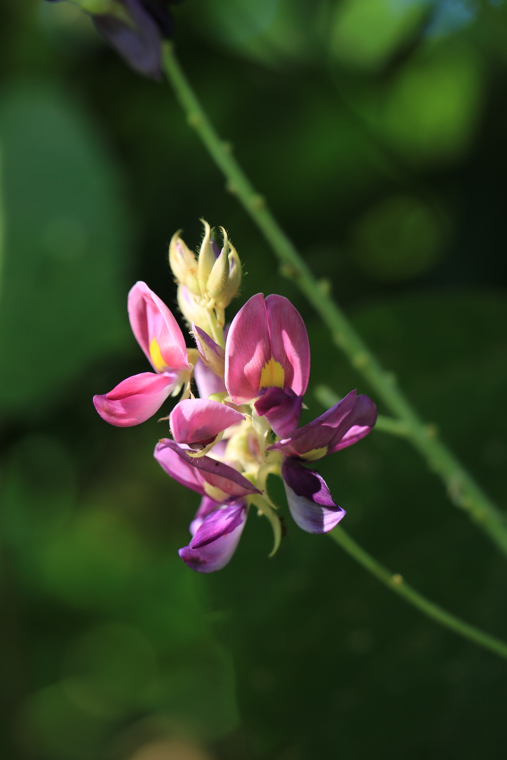 自然散步 | 中国人喜爱的葛,为何到了美国成了"恶魔"?_新浪财经_新浪
