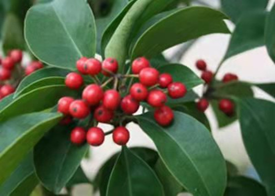 湖南南山国家公园首次发现一级保护野生植物小叶红豆|湖南省|南山