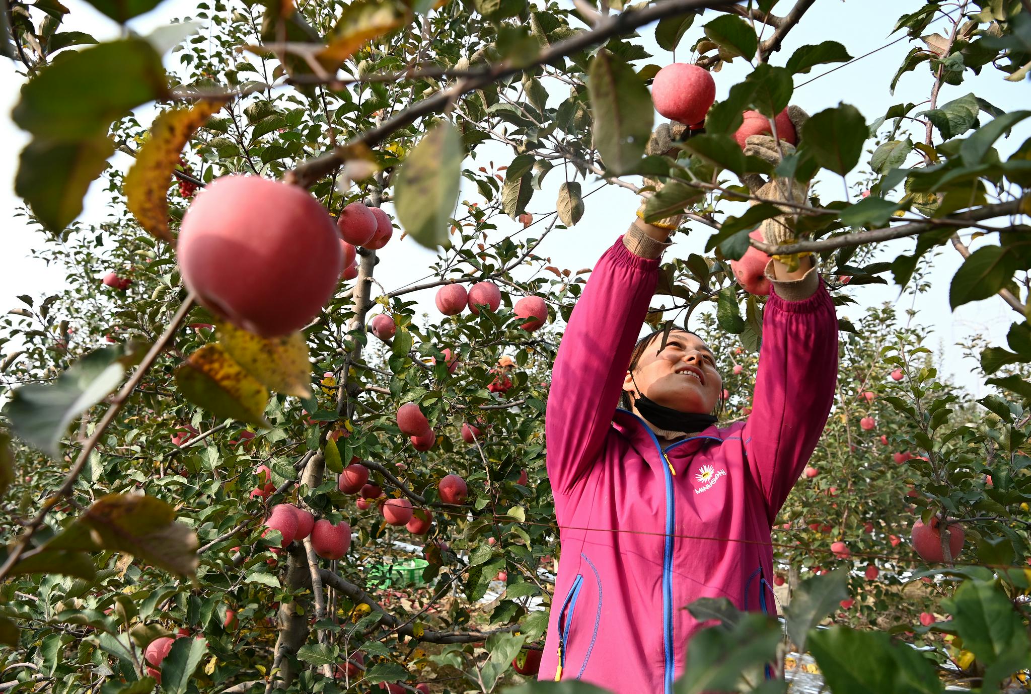 11月2日,陕西省铜川市耀州区寺沟村的果农在采摘苹果.