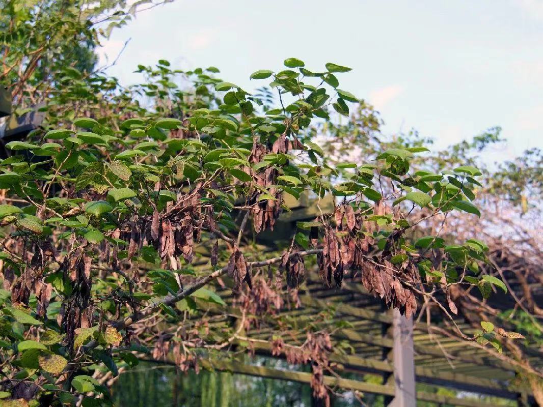 紫荊果蒴果:凌霄的果實細長如豆莢,每個果實中含數粒種子.