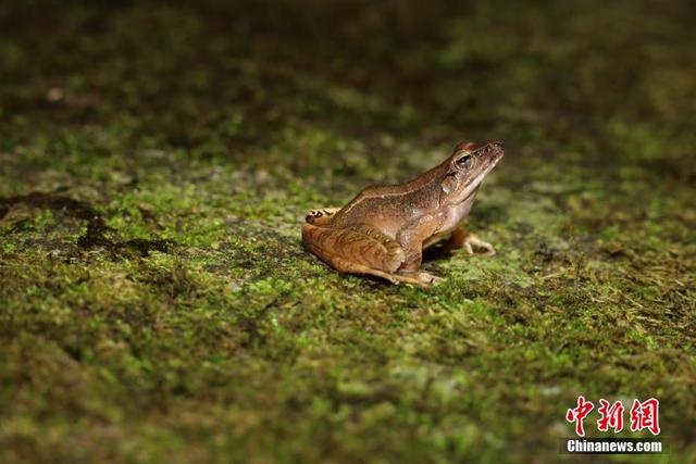 公布第一阶段调查成果,发现两种新物种:两栖动物新物种——武夷林蛙