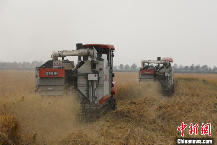 泗阳县27万亩籼稻开始收割。刘林 摄