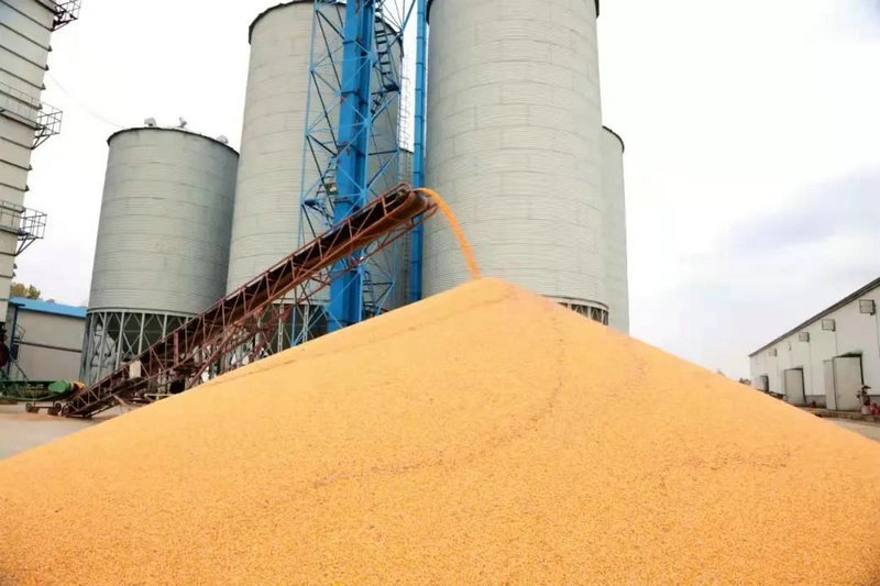 北大荒九三分公司双控一服务让粮食卖上好价钱