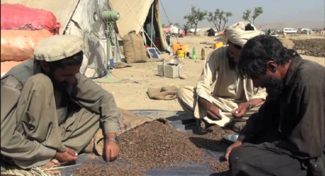 阿富汗农民在筛选松子资料图