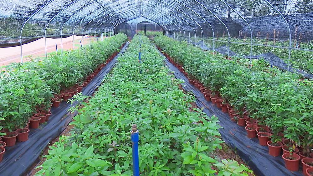 韶关南雄打造现代化苗圃基地,加快国家储备林苗圃基地建设|韶关市