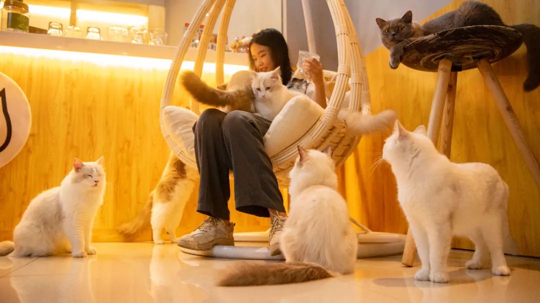 年轻人开猫咖是一个好选择吗