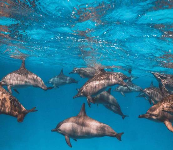 美国加州女子海上遇险12小时，后遇海豚群救助，为何海豚会救人？休闲区蓝鸢梦想 - Www.slyday.coM