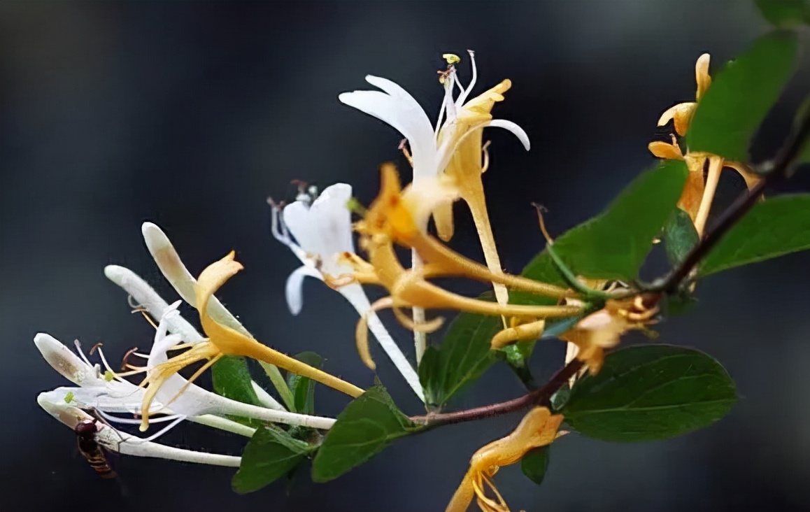 复方金银花颗粒,金银花颗粒的区别与应用|金银花|颗粒|忍冬藤_新浪