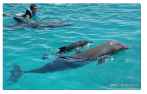 美国加州女子海上遇险12小时，后遇海豚群救助，为何海豚会救人？休闲区蓝鸢梦想 - Www.slyday.coM