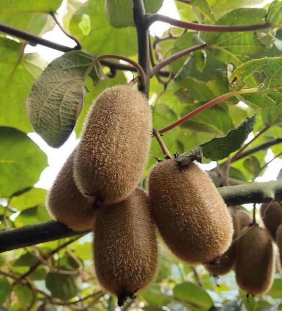 1.5买的猕猴桃苗子,养了5年,结了200斤果子,分享种植教程休闲区蓝鸢梦想 - Www.slyday.coM 1.5买的猕猴桃苗子,养了5年,结了200斤果子,分享种植教程休闲区蓝鸢梦想 - Www.slyday.coM