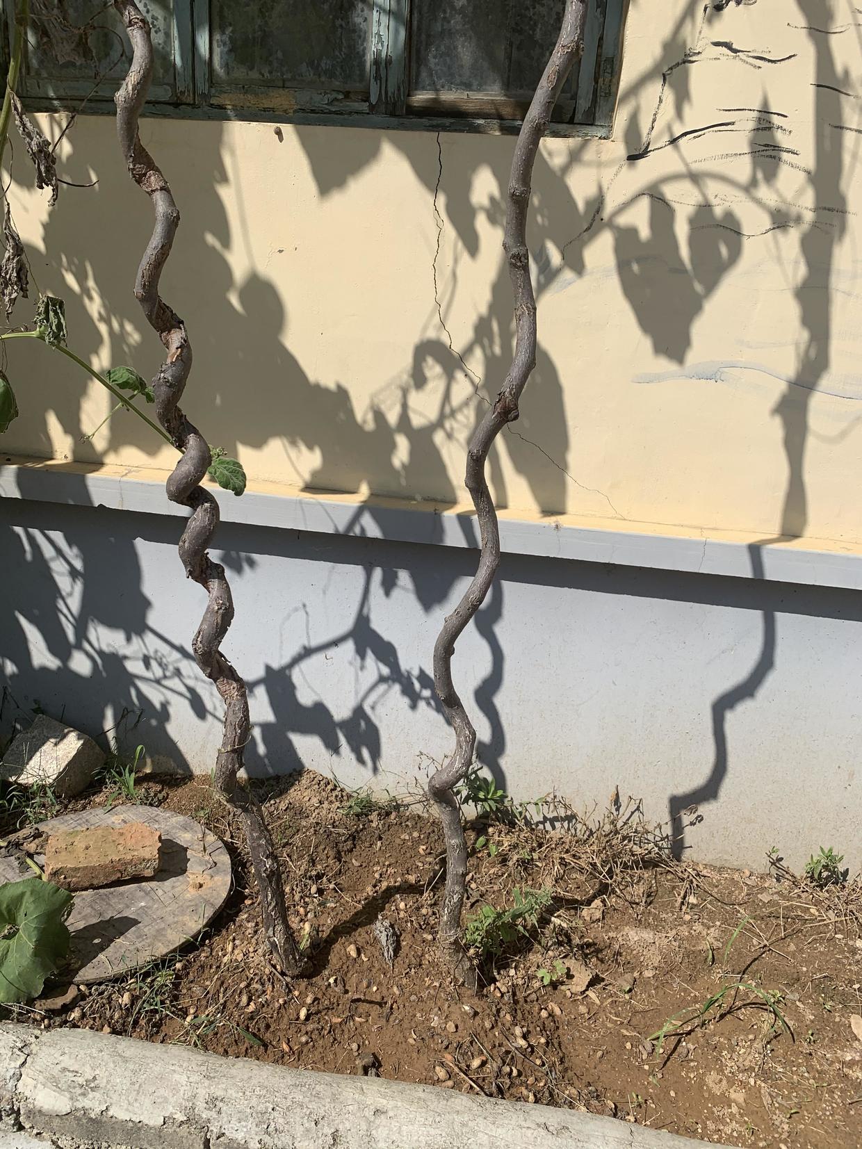 1.5买的猕猴桃苗子,养了5年,结了200斤果子,分享种植教程休闲区蓝鸢梦想 - Www.slyday.coM 1.5买的猕猴桃苗子,养了5年,结了200斤果子,分享种植教程休闲区蓝鸢梦想 - Www.slyday.coM