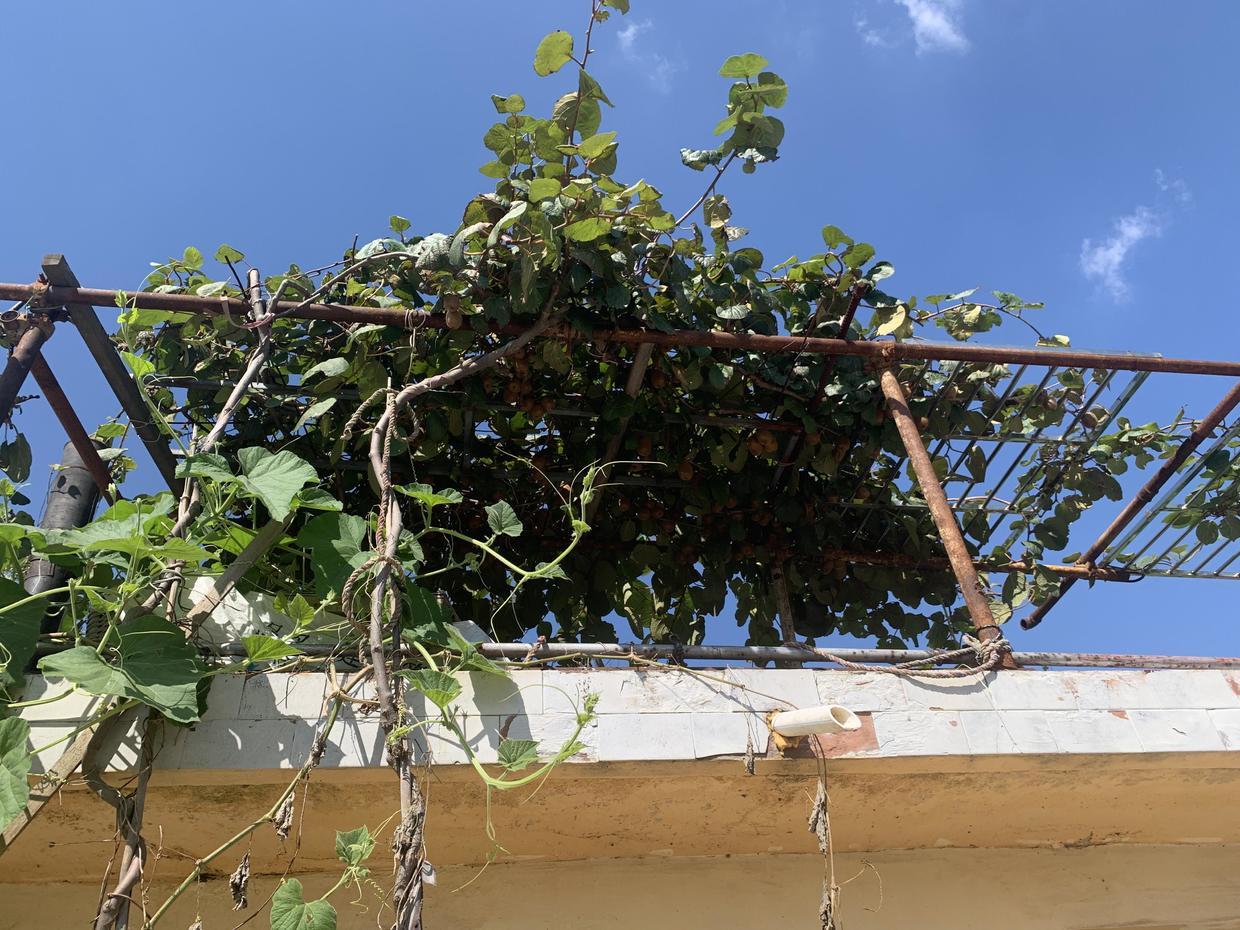 1.5买的猕猴桃苗子,养了5年,结了200斤果子,分享种植教程休闲区蓝鸢梦想 - Www.slyday.coM 1.5买的猕猴桃苗子,养了5年,结了200斤果子,分享种植教程休闲区蓝鸢梦想 - Www.slyday.coM