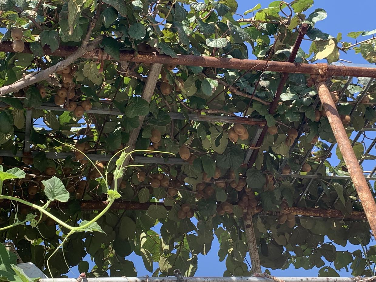 1.5买的猕猴桃苗子,养了5年,结了200斤果子,分享种植教程休闲区蓝鸢梦想 - Www.slyday.coM 1.5买的猕猴桃苗子,养了5年,结了200斤果子,分享种植教程休闲区蓝鸢梦想 - Www.slyday.coM