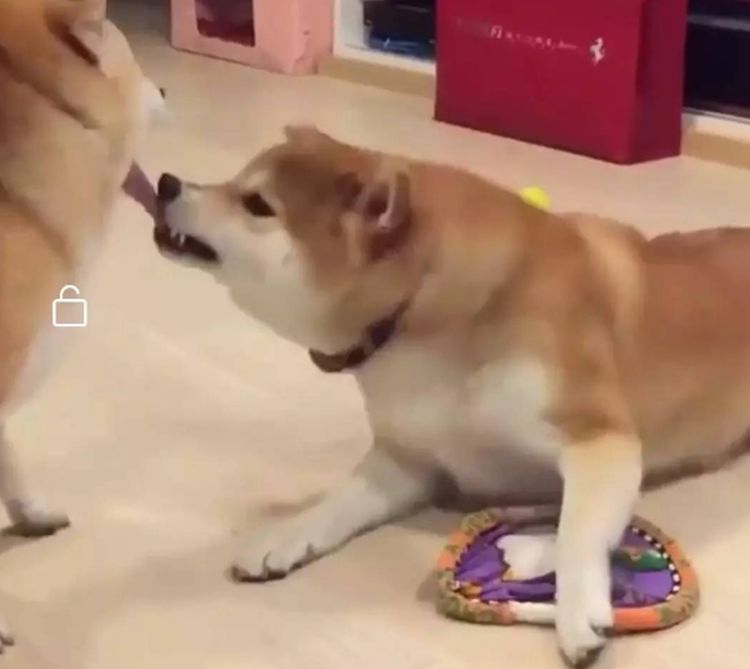 柴犬作死挑逗凶狠狗狗还伸出舌头作鬼脸狗狗瞬间咬住柴犬舌头