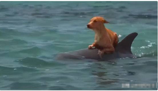 美国加州女子海上遇险12小时，后遇海豚群救助，为何海豚会救人？休闲区蓝鸢梦想 - Www.slyday.coM
