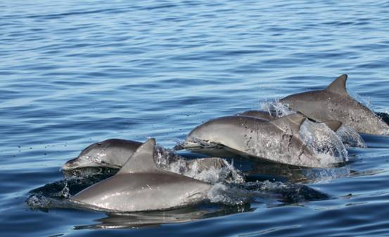 美国加州女子海上遇险12小时，后遇海豚群救助，为何海豚会救人？休闲区蓝鸢梦想 - Www.slyday.coM