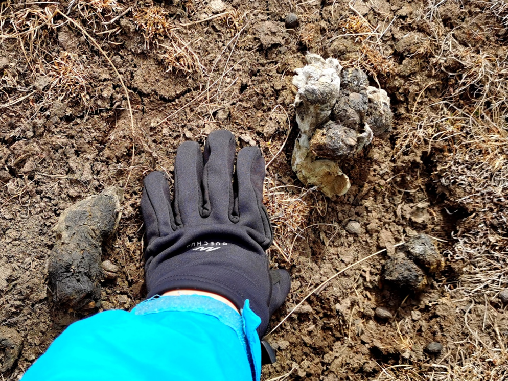 棕熊的粪便野生动物拉屎一般拉在什么地方呢?